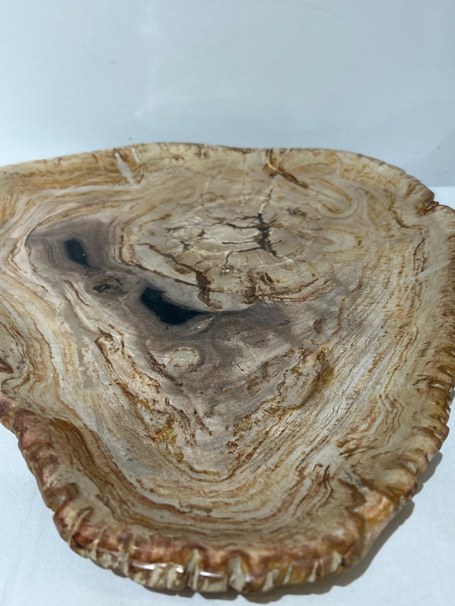 MINERALIZED & PETRIFIED WOOD TRAY