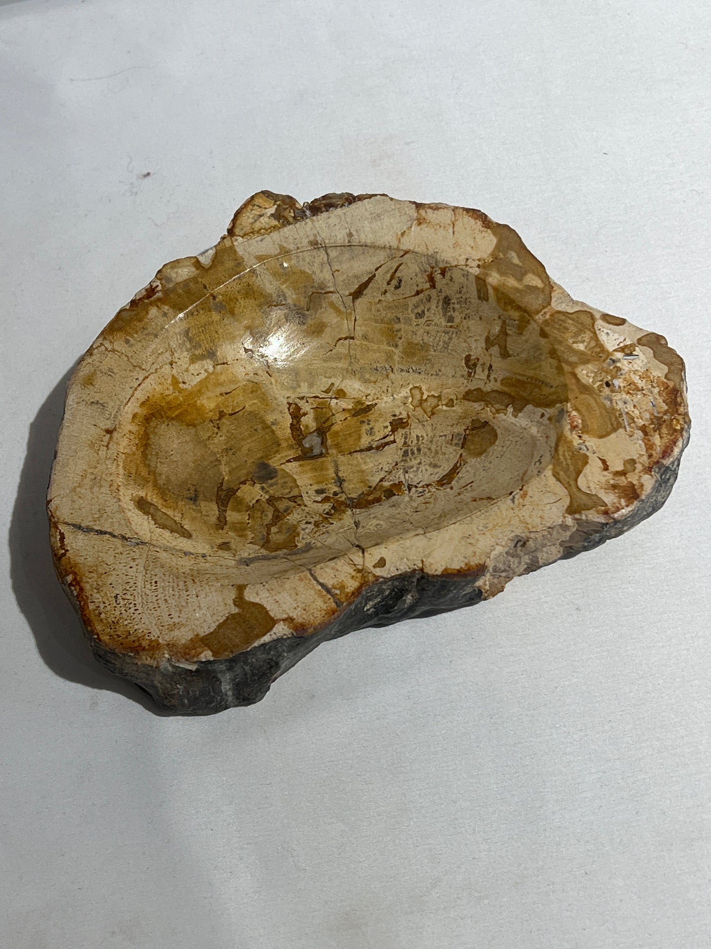 Petrified wood catchall