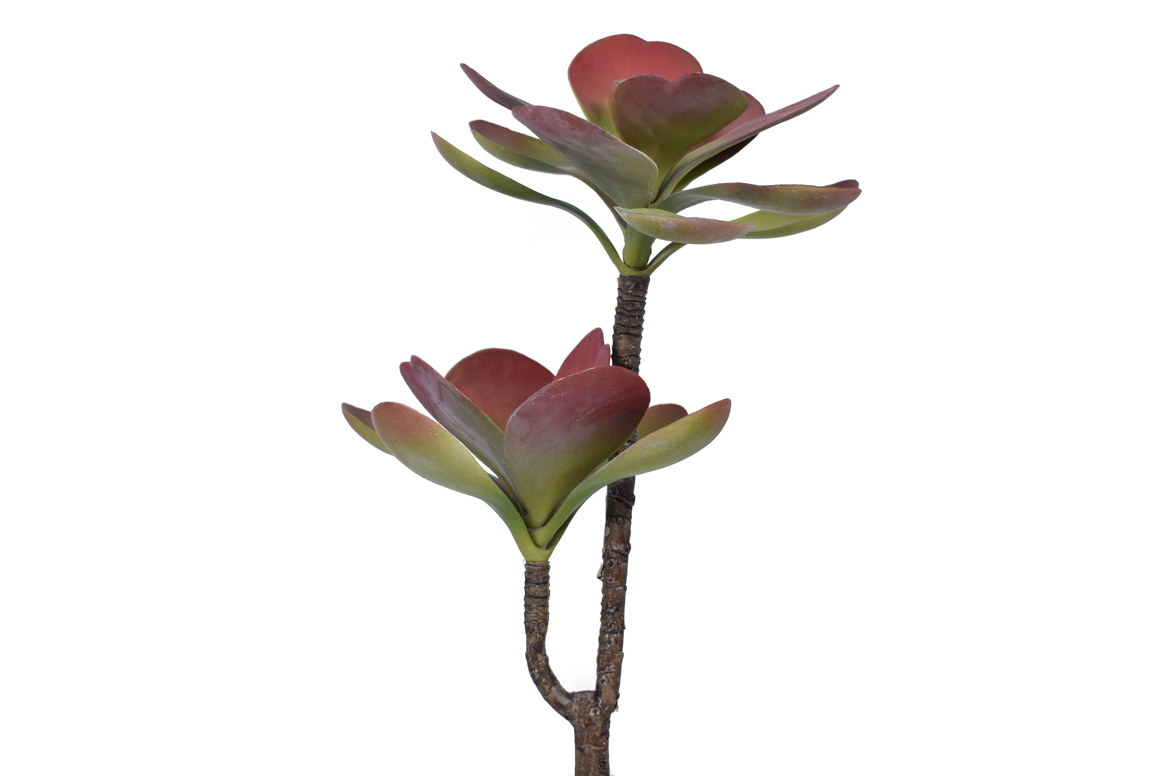 12" Dusty Red Echeveria Stem- Uv Protected MH1026UV