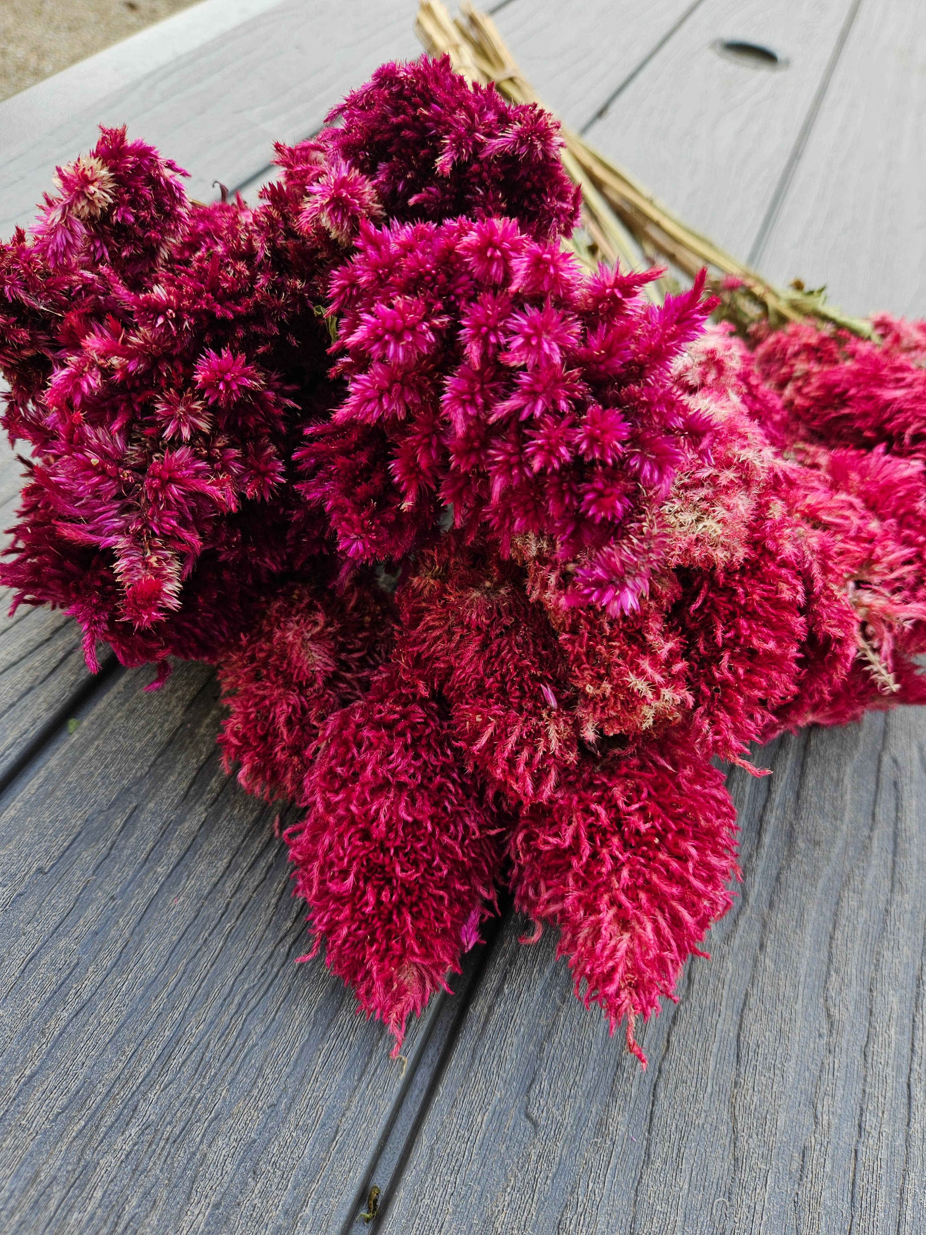 Dried Celosia, Spike: Blush