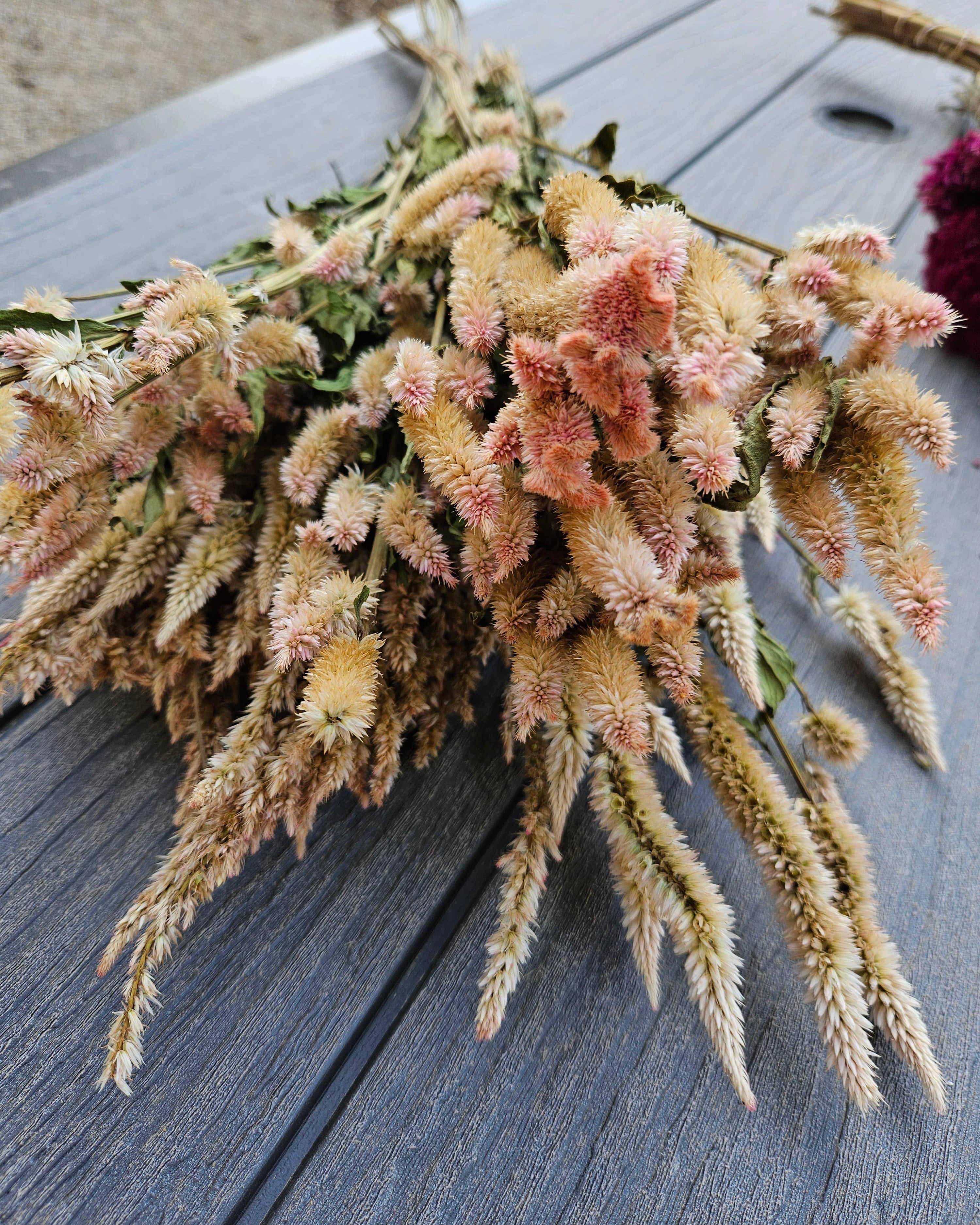 Dried Celosia, Spike: Blush
