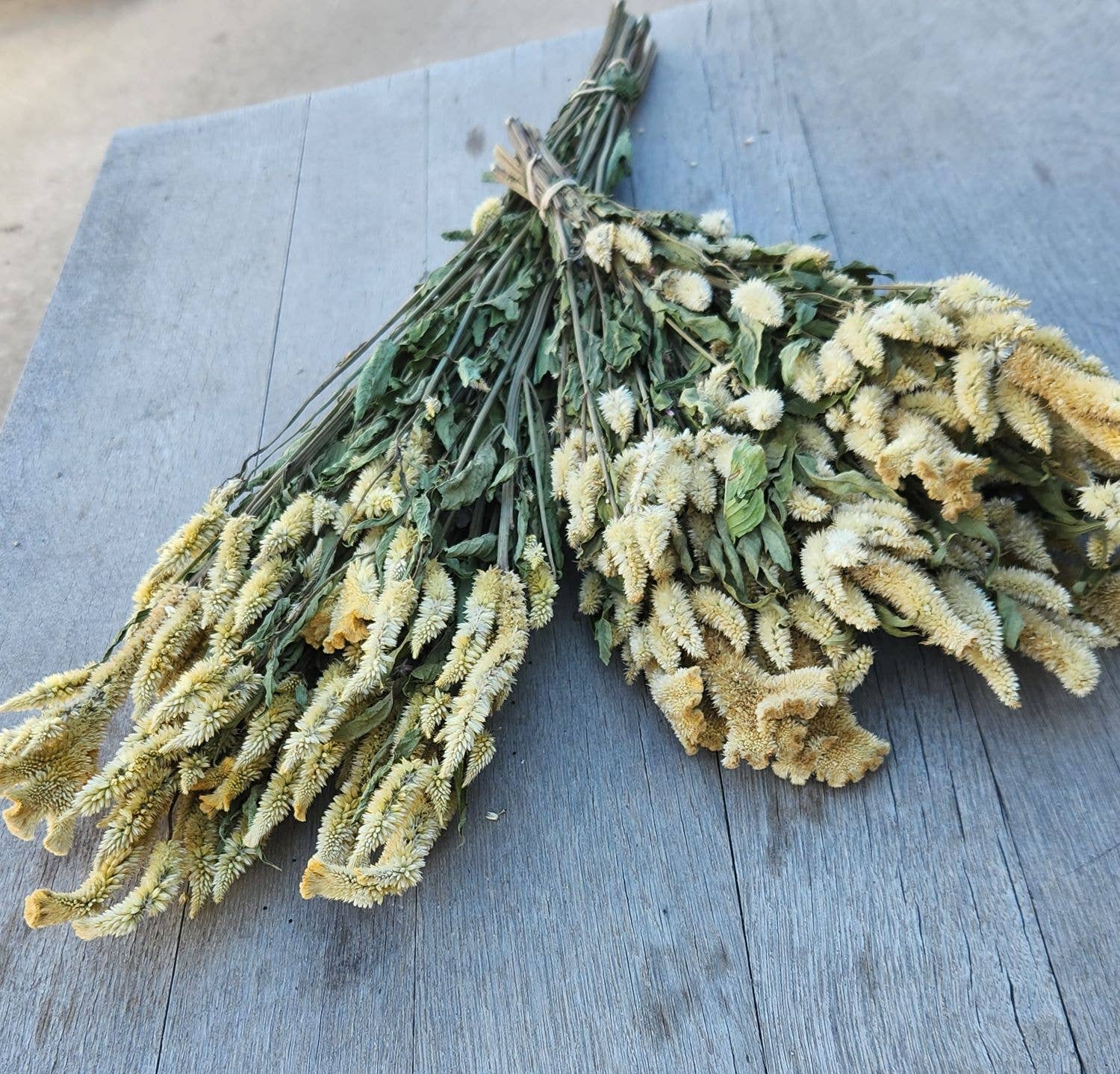 Dried Celosia, Spike: Blush