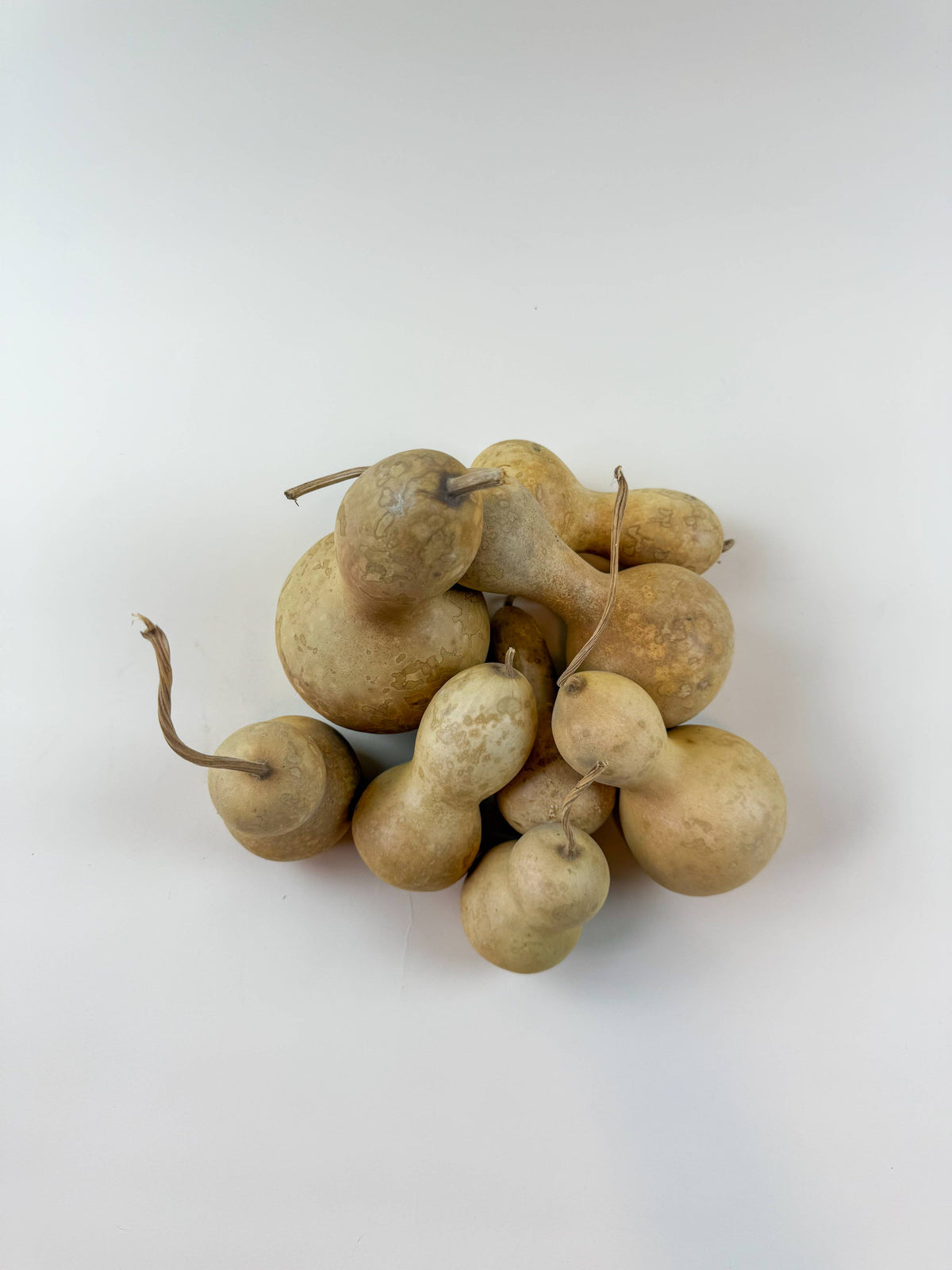 Gourds -Naturally Dried /12 Count Variety Pack