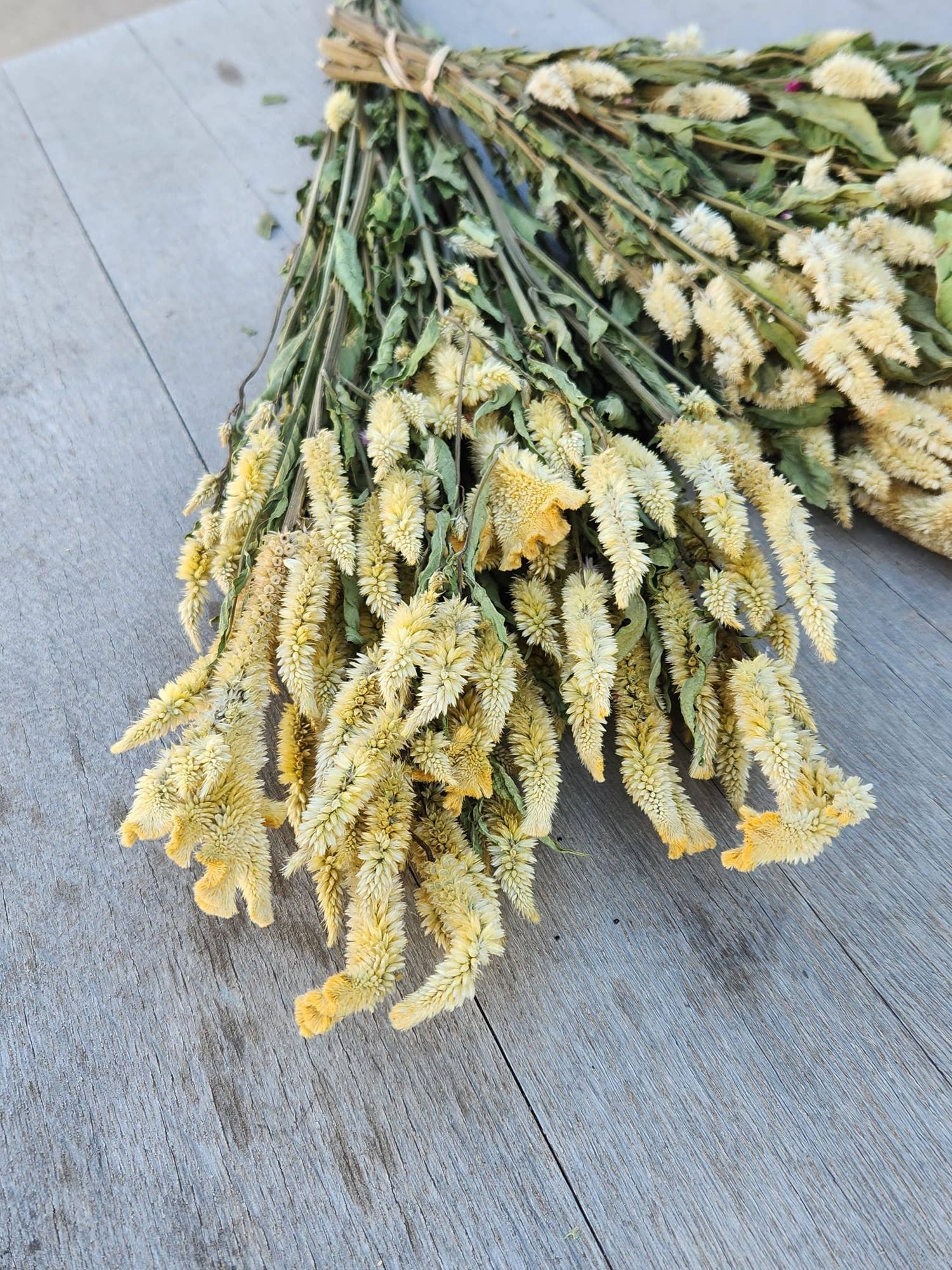 Dried Celosia, Spike: Blush