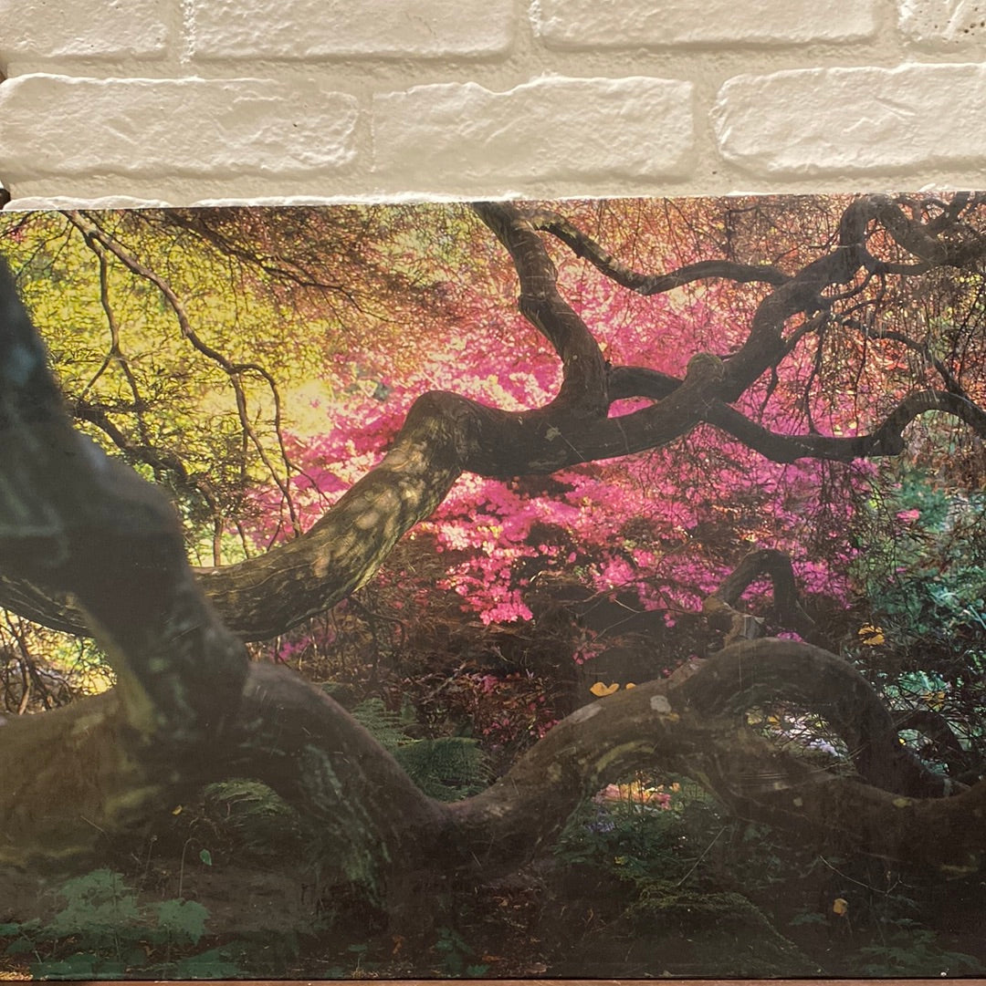 A Gardener's Labyrinth: Portraits of People, Plants, and Places