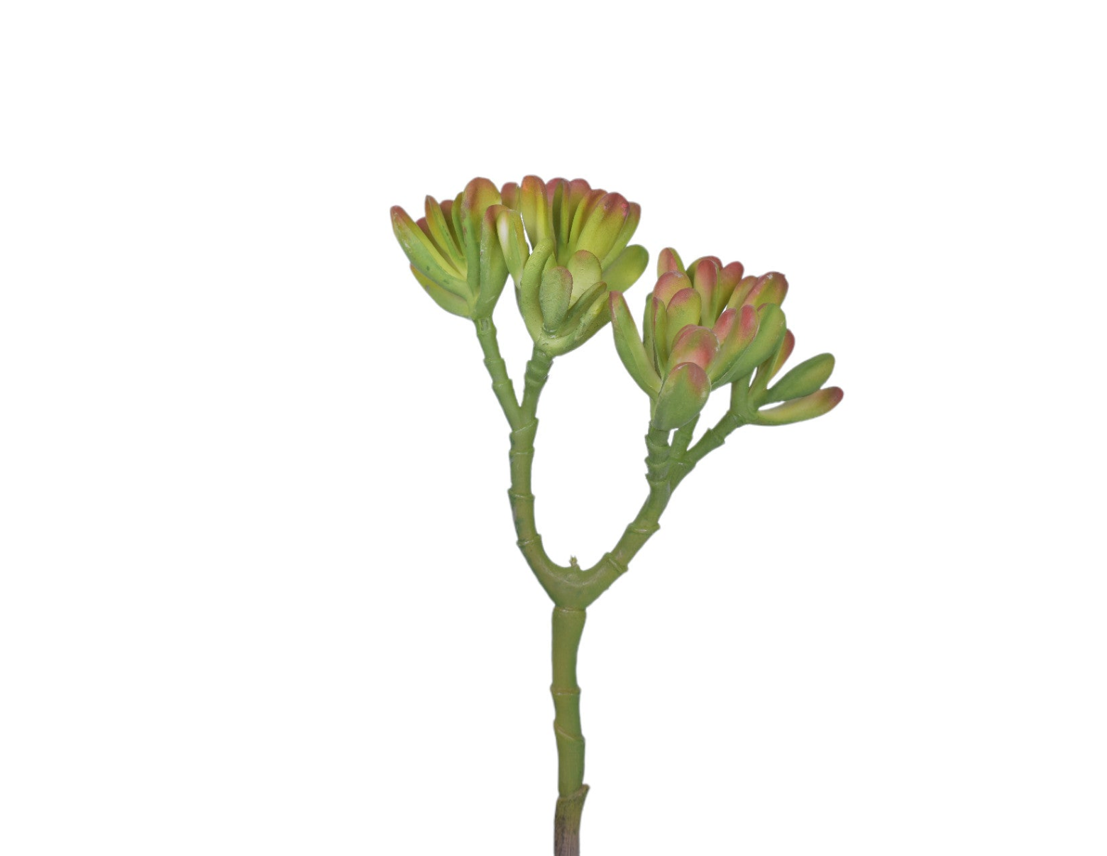 9.5" Uv Protected Echeveria Succulent SU1075UV