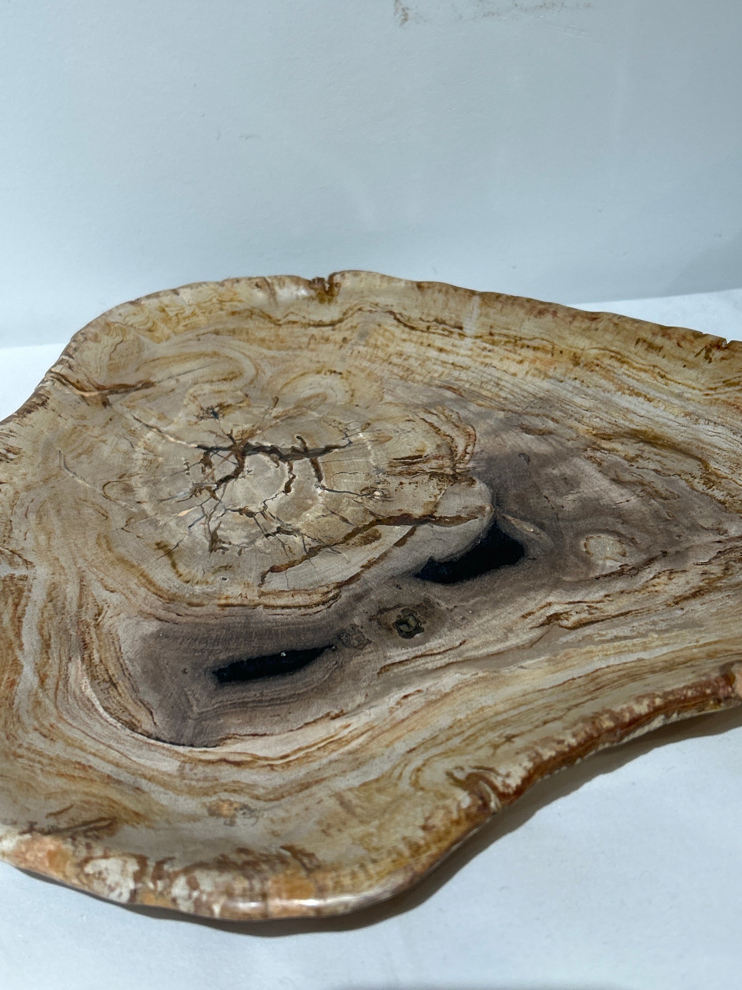 MINERALIZED & PETRIFIED WOOD TRAY