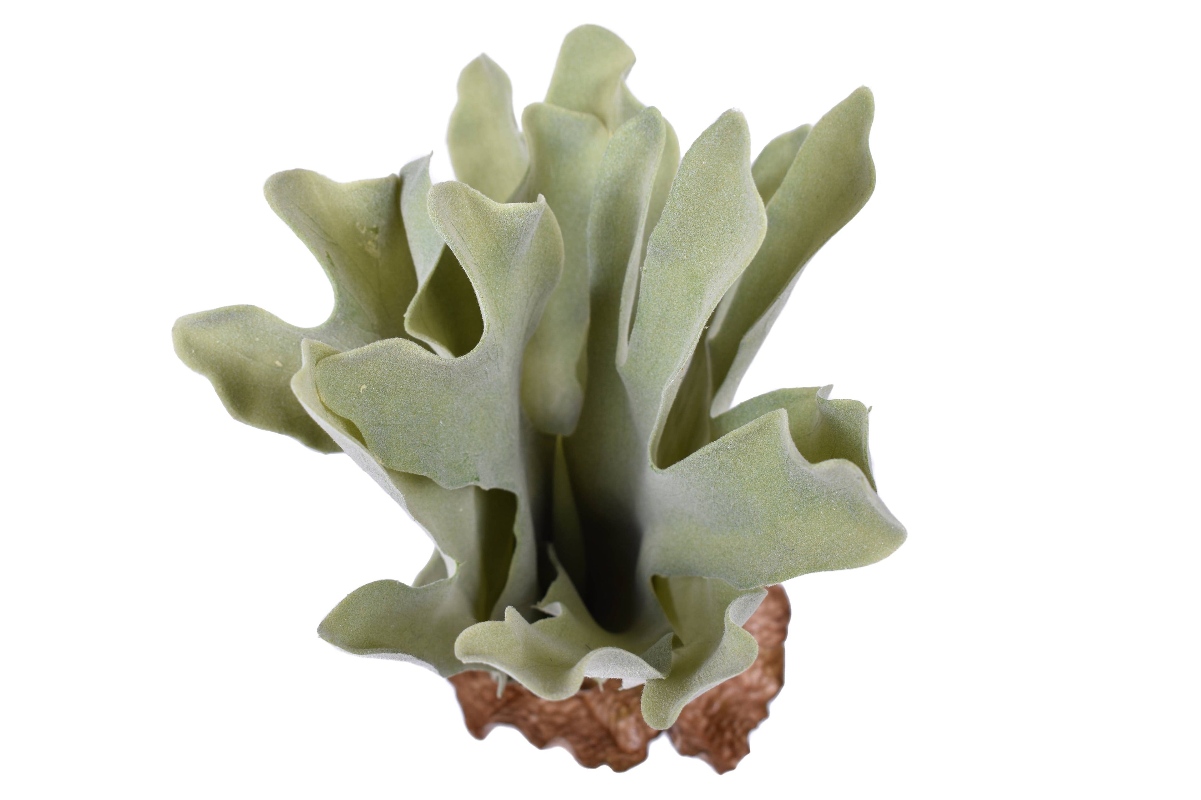 15" Uv Protected Staghorn Fern FR1024UV