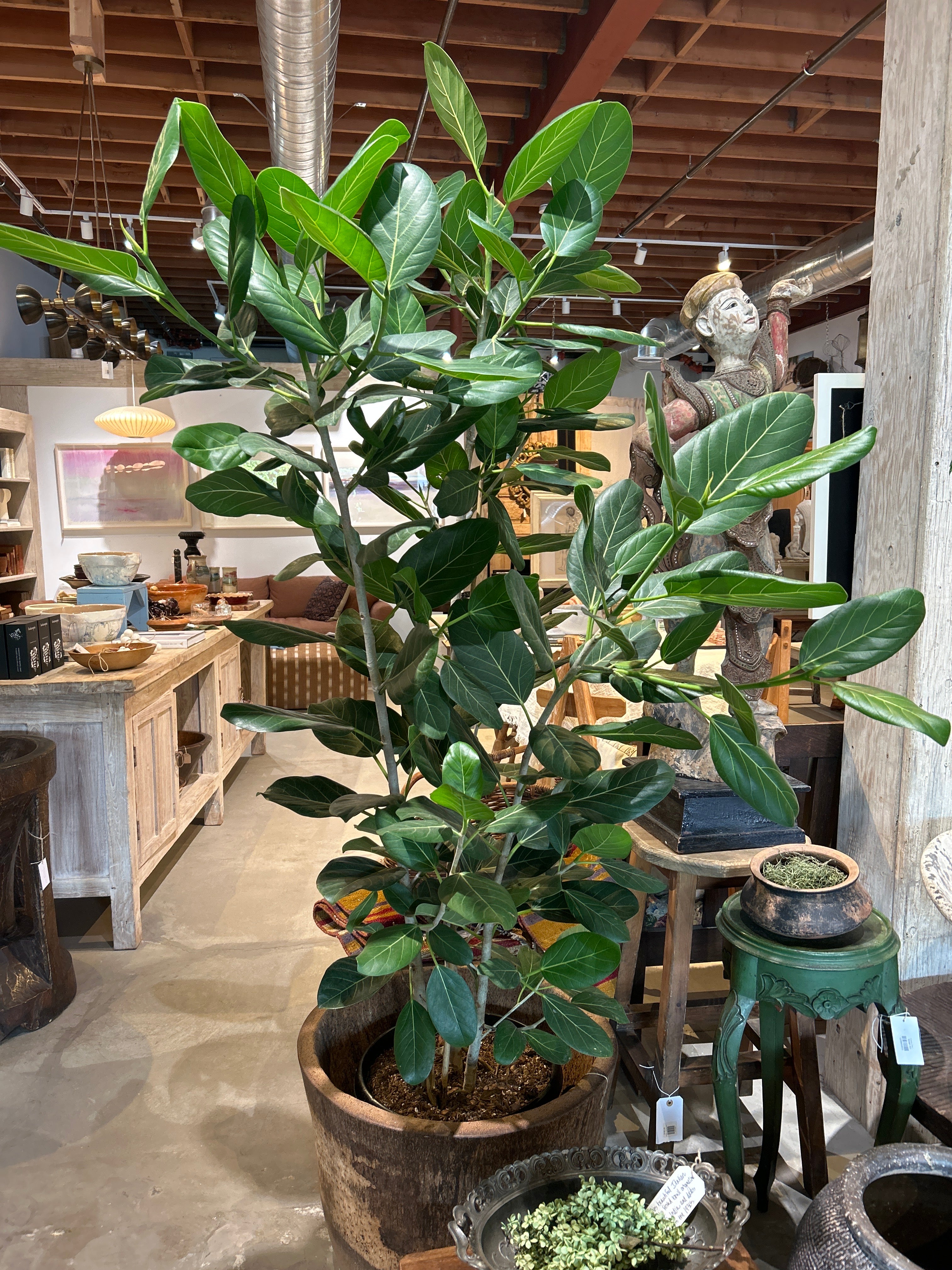 Audrey Ficus Tree