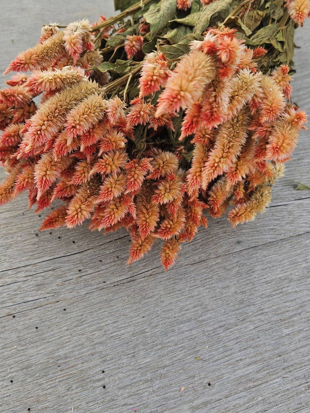 Dried Celosia, Spike: Blush
