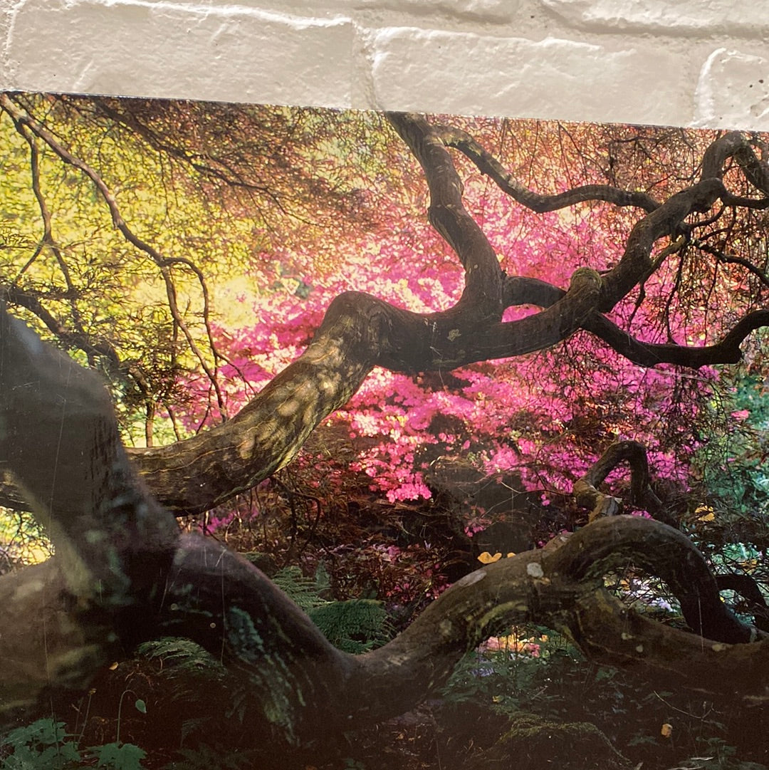A Gardener's Labyrinth: Portraits of People, Plants, and Places