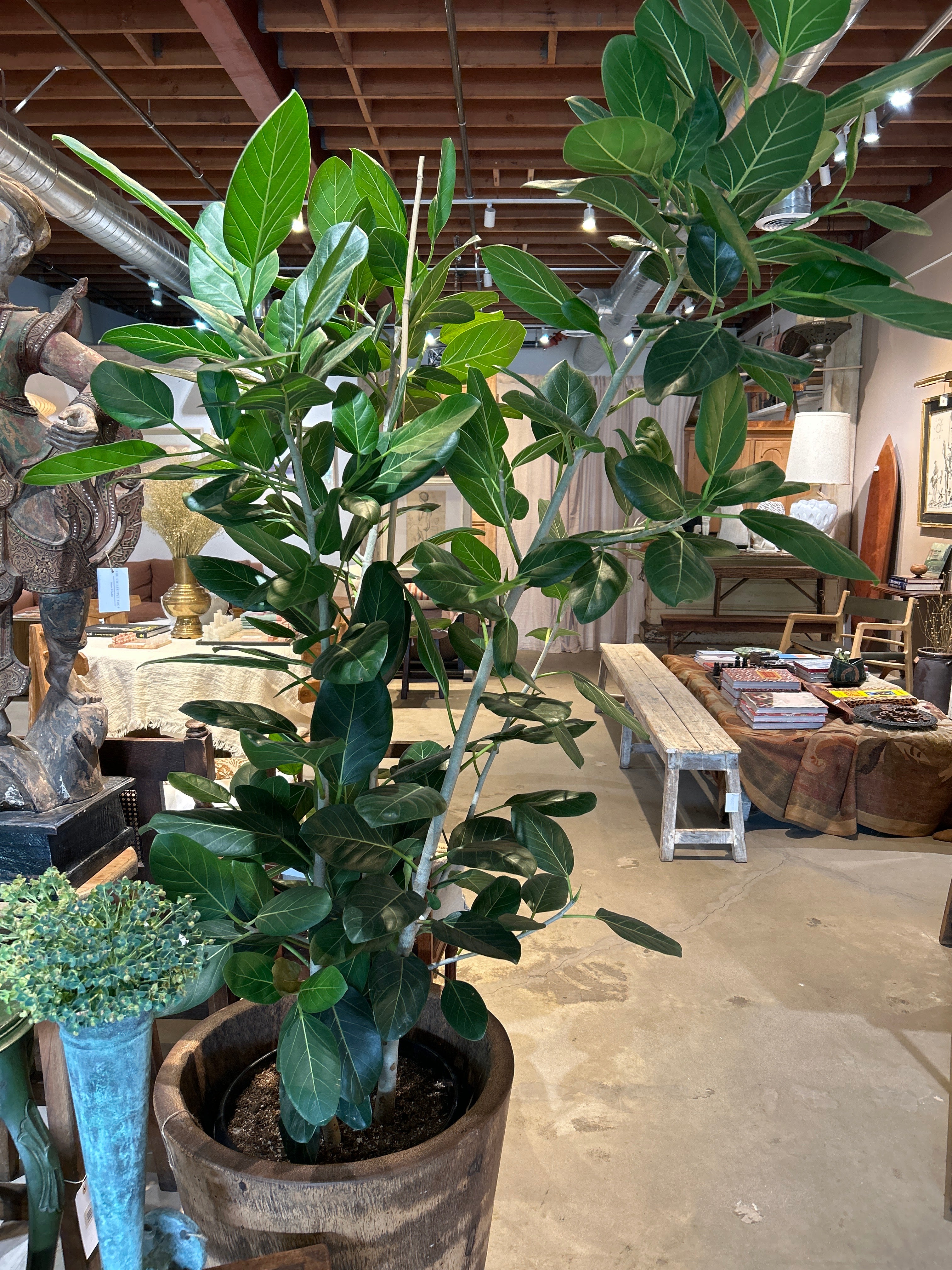 Audrey Ficus Tree