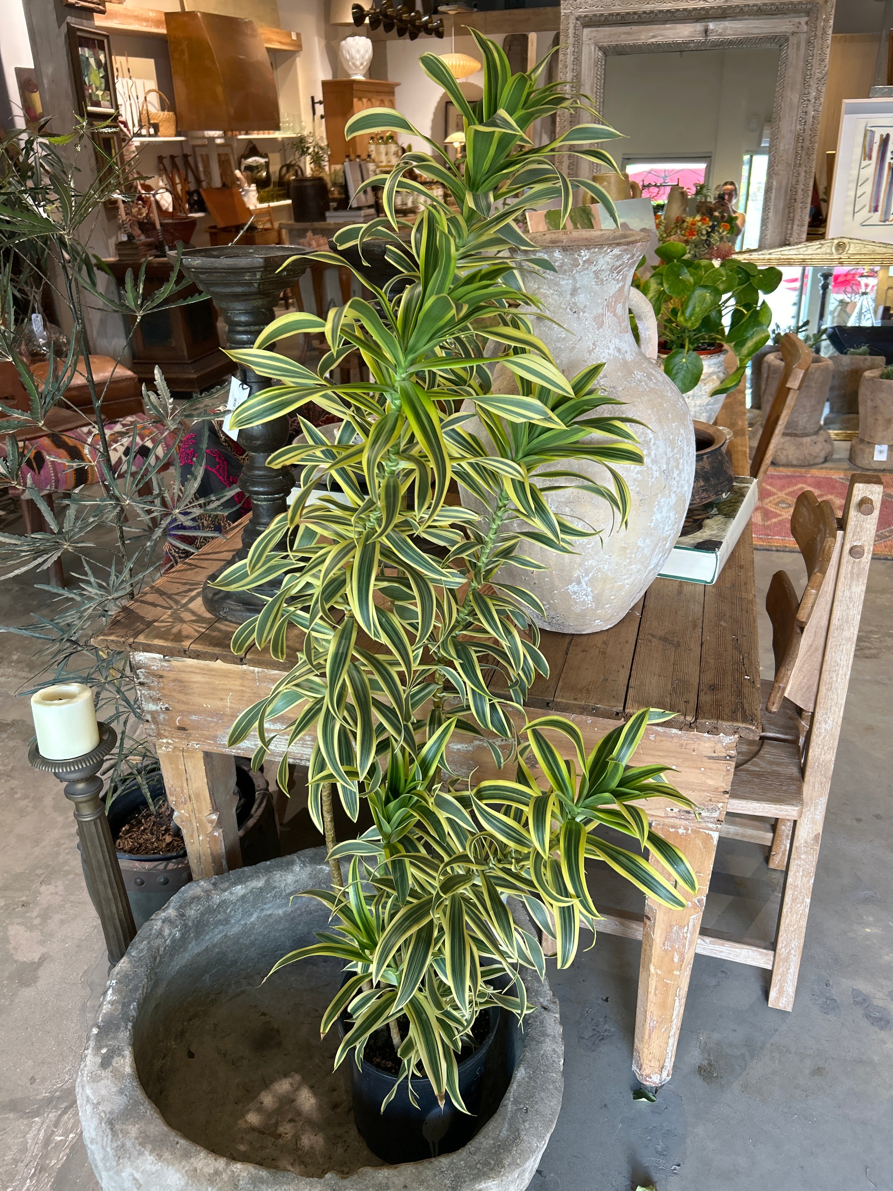 Song of India plant