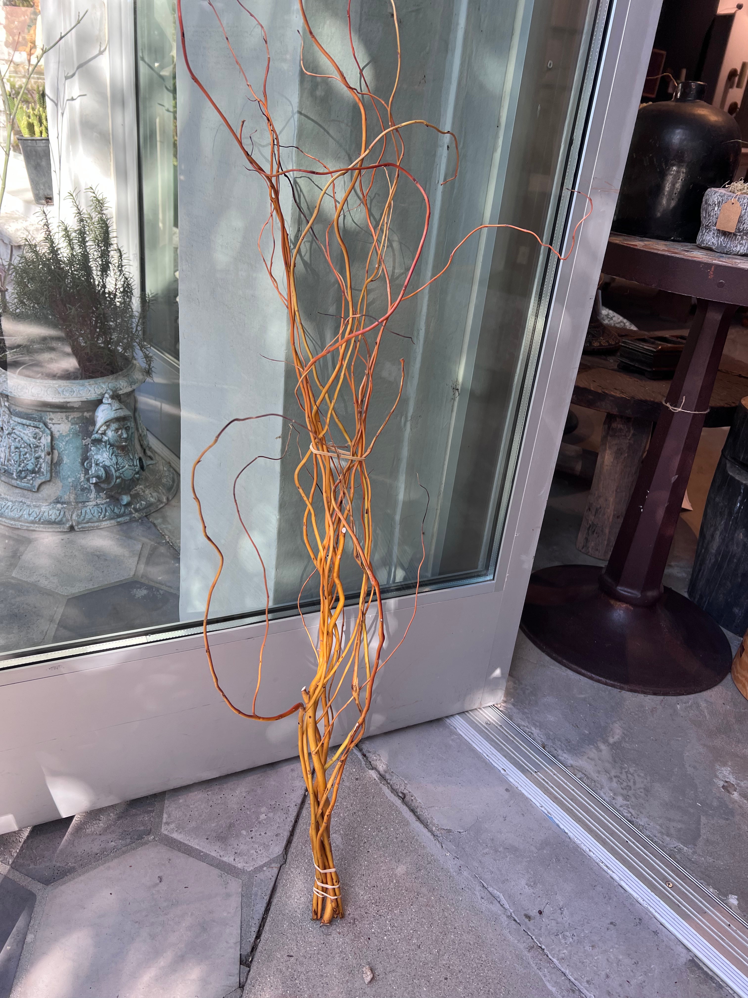 Orange Willow Stems