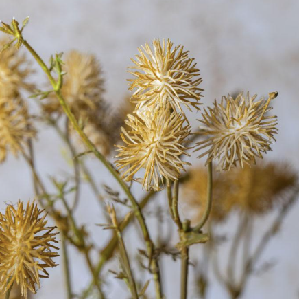 MEADOW POM POM