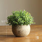 Artificial Faux Boxwood Topiary in Various Designs