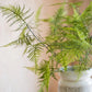 Asparagus Fern Plant Stem 32" Tall