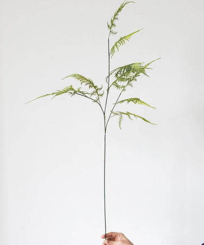 Asparagus Fern Plant Stem 32" Tall