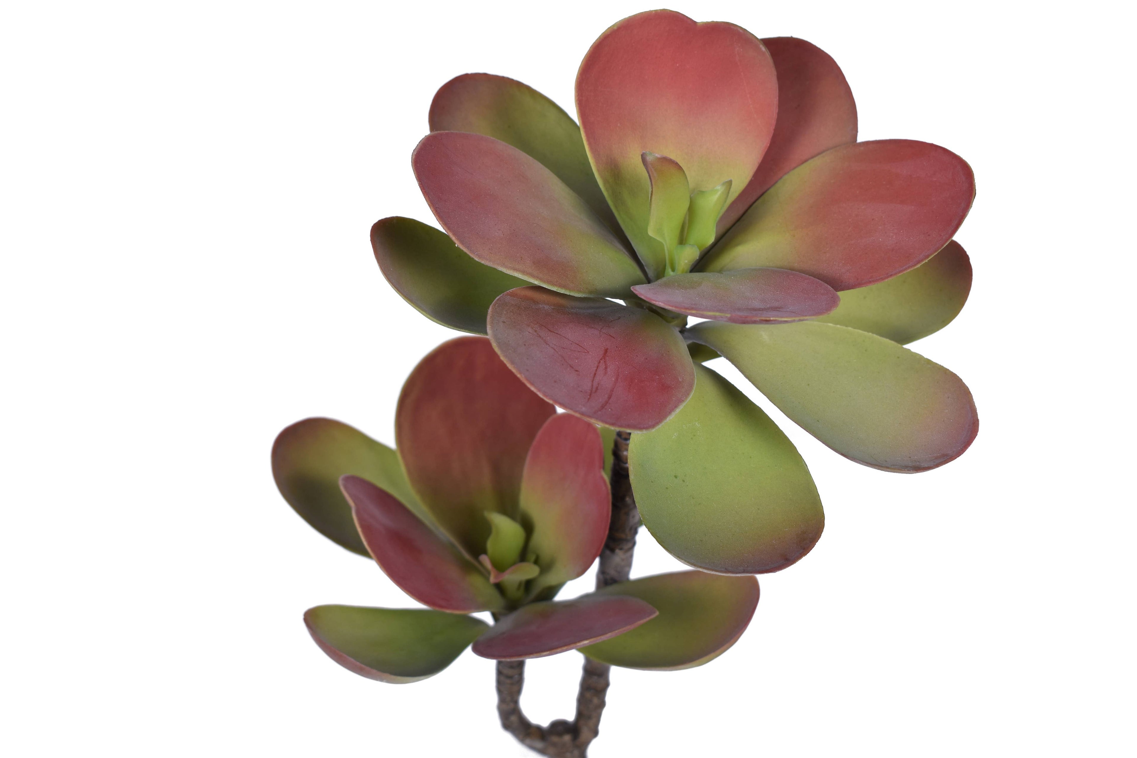 12" Dusty Red Echeveria Stem- Uv Protected MH1026UV