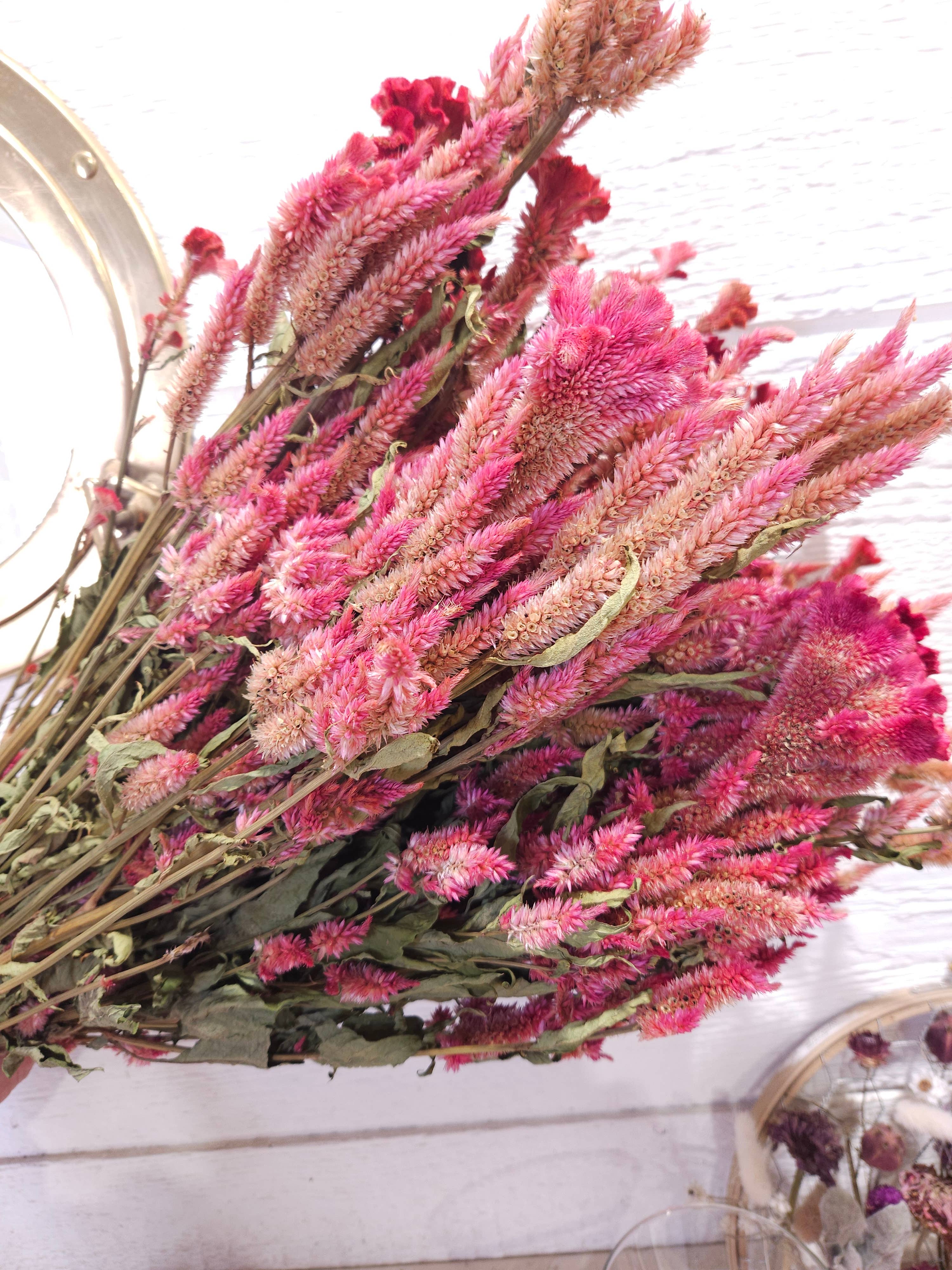 Dried Celosia, Spike: Blush