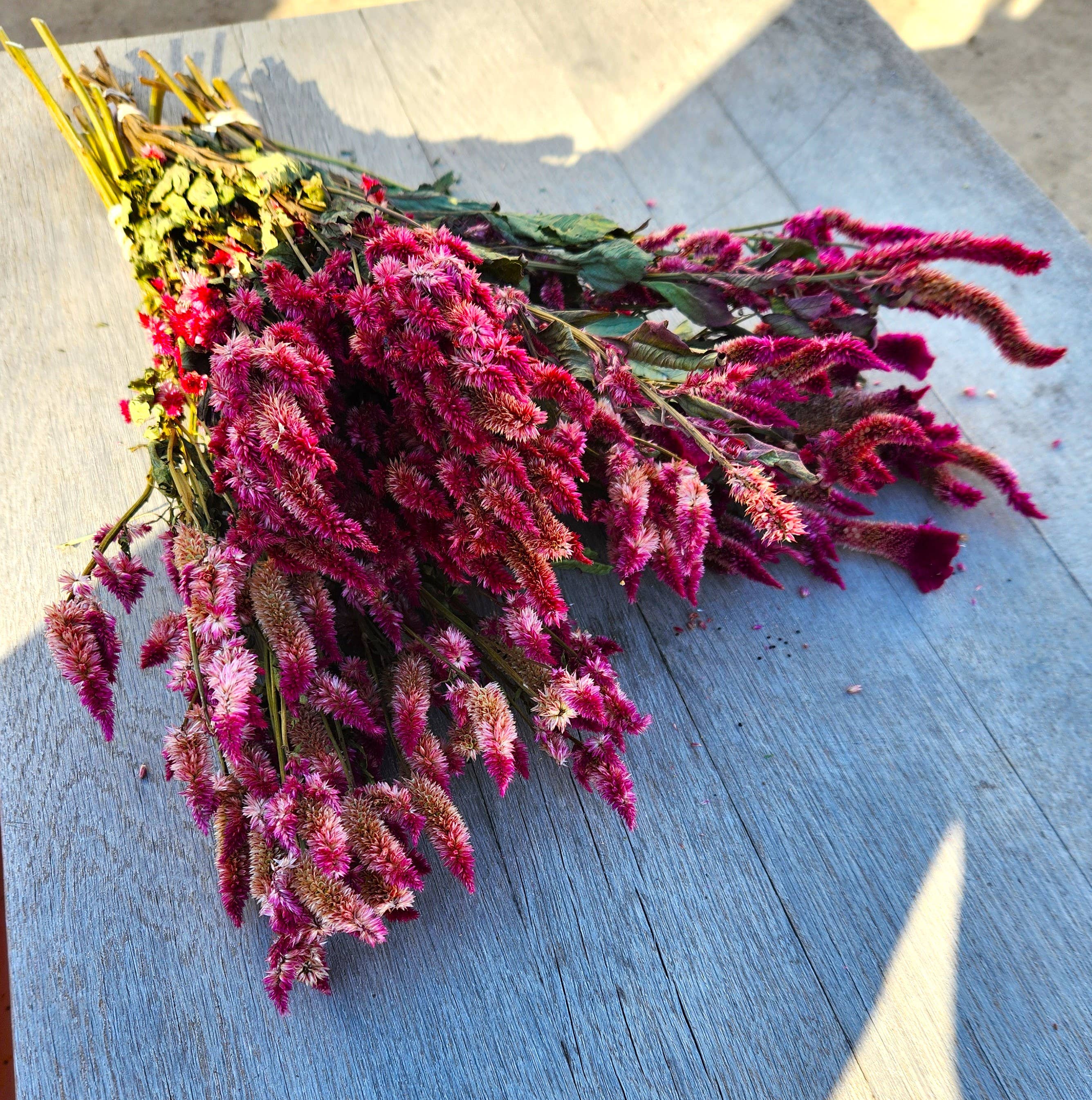 Dried Celosia, Spike: Blush