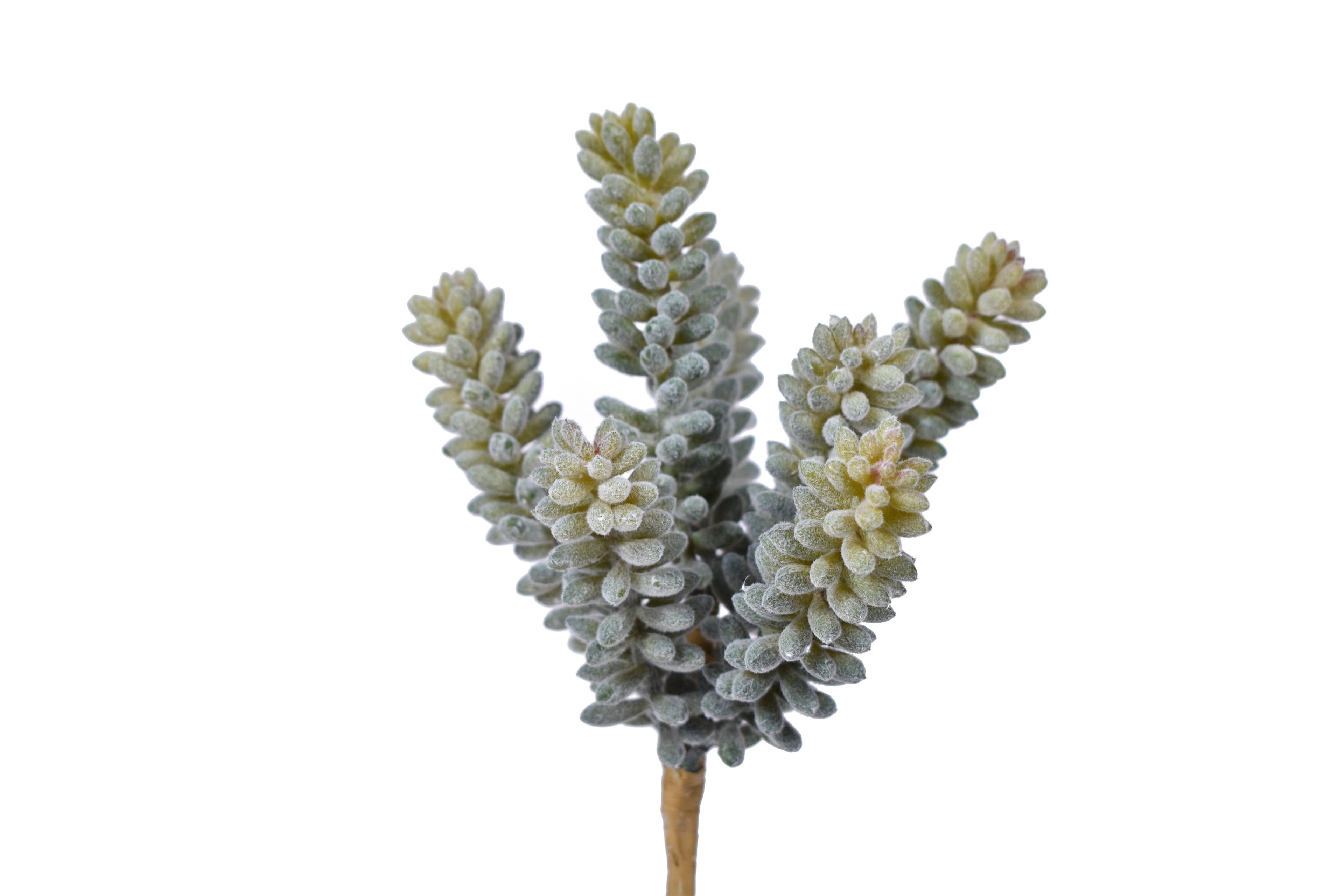 8" Uv Protected Fuzzy Sedum Pick SE1029UV