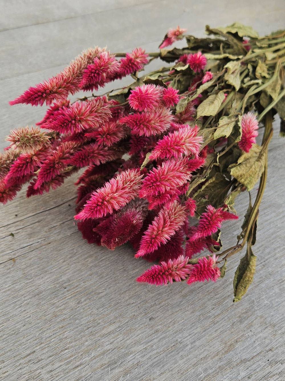 Dried Celosia, Spike: Blush