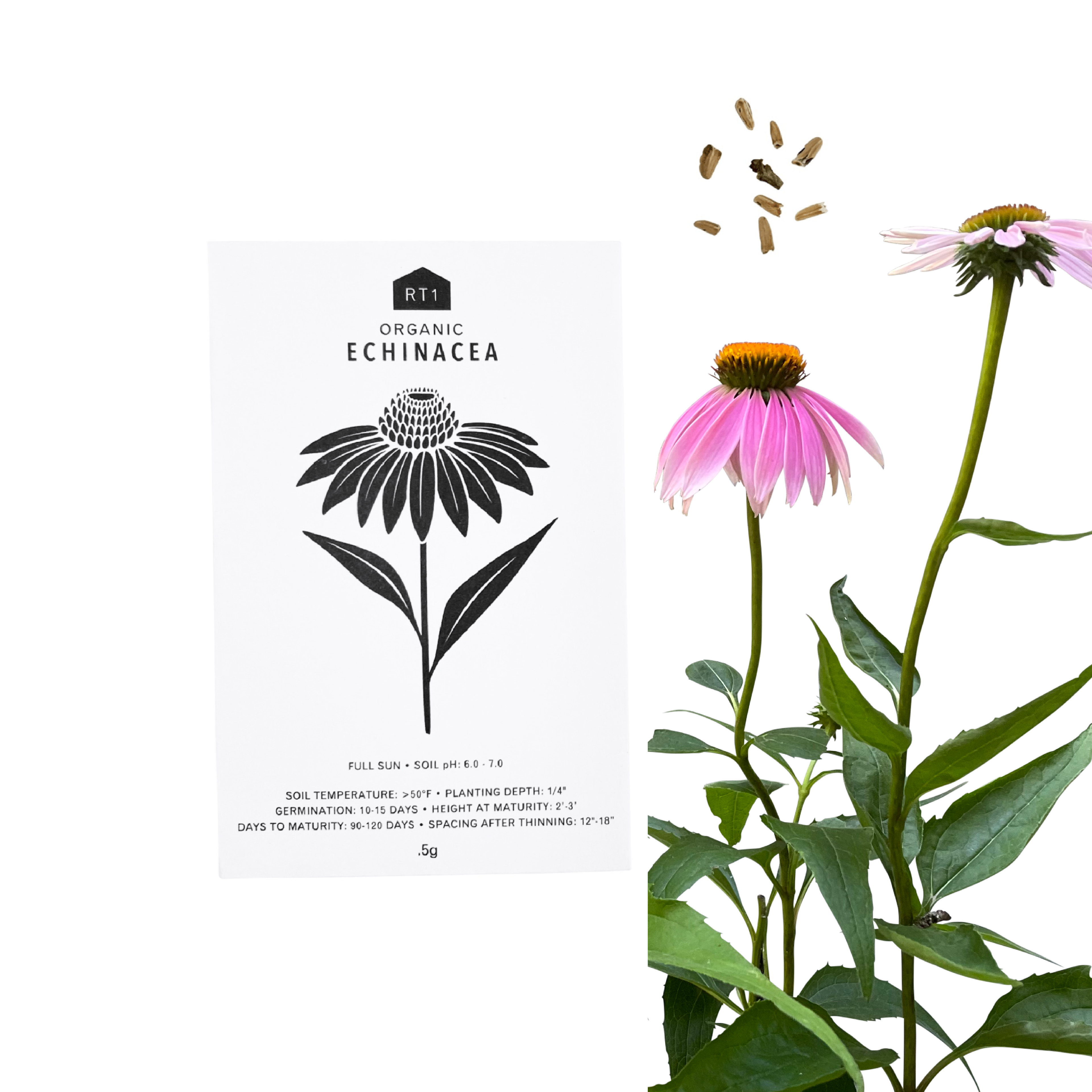 MEDICINAL HERB SEEDS - PACK OF 5